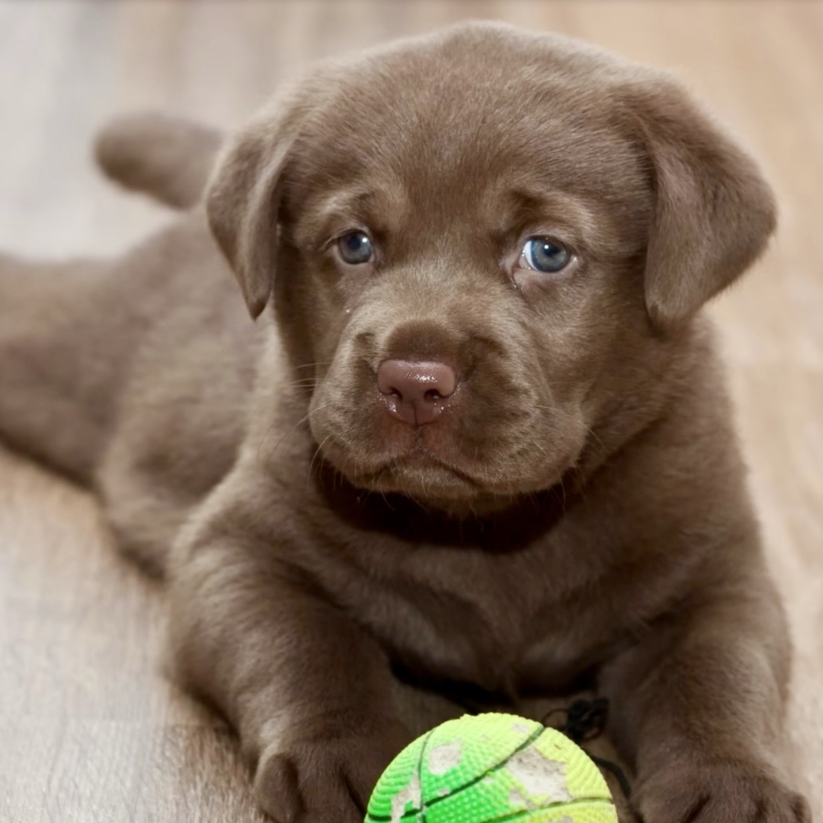 ムーンテッド(MoonTed)の日記より、緑のボールの前で伏せる、チョコレート色のラブラドールの子犬