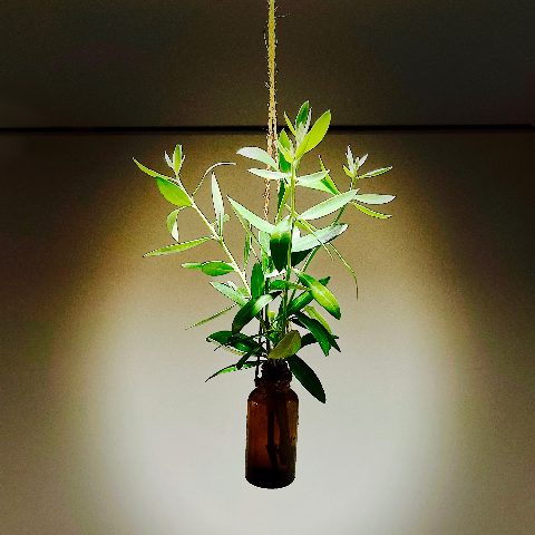 MoonTed Diary: An olive branch in a small brown bottle hanging from jute twine, lit by a spotlight against a beige wall