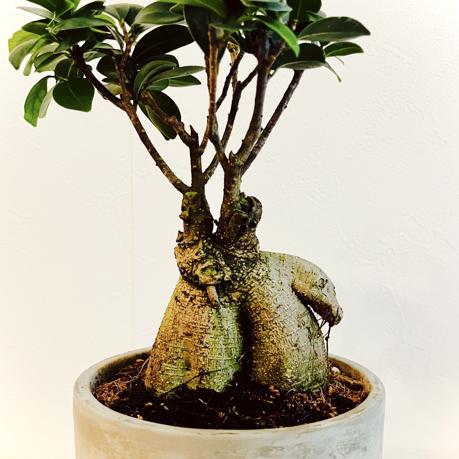 ムーンテッド（MoonTed）の日記より、灰色の鉢に植えたガジュマル。熊やアザラシのような形の太い幹から、枝と葉が伸びる