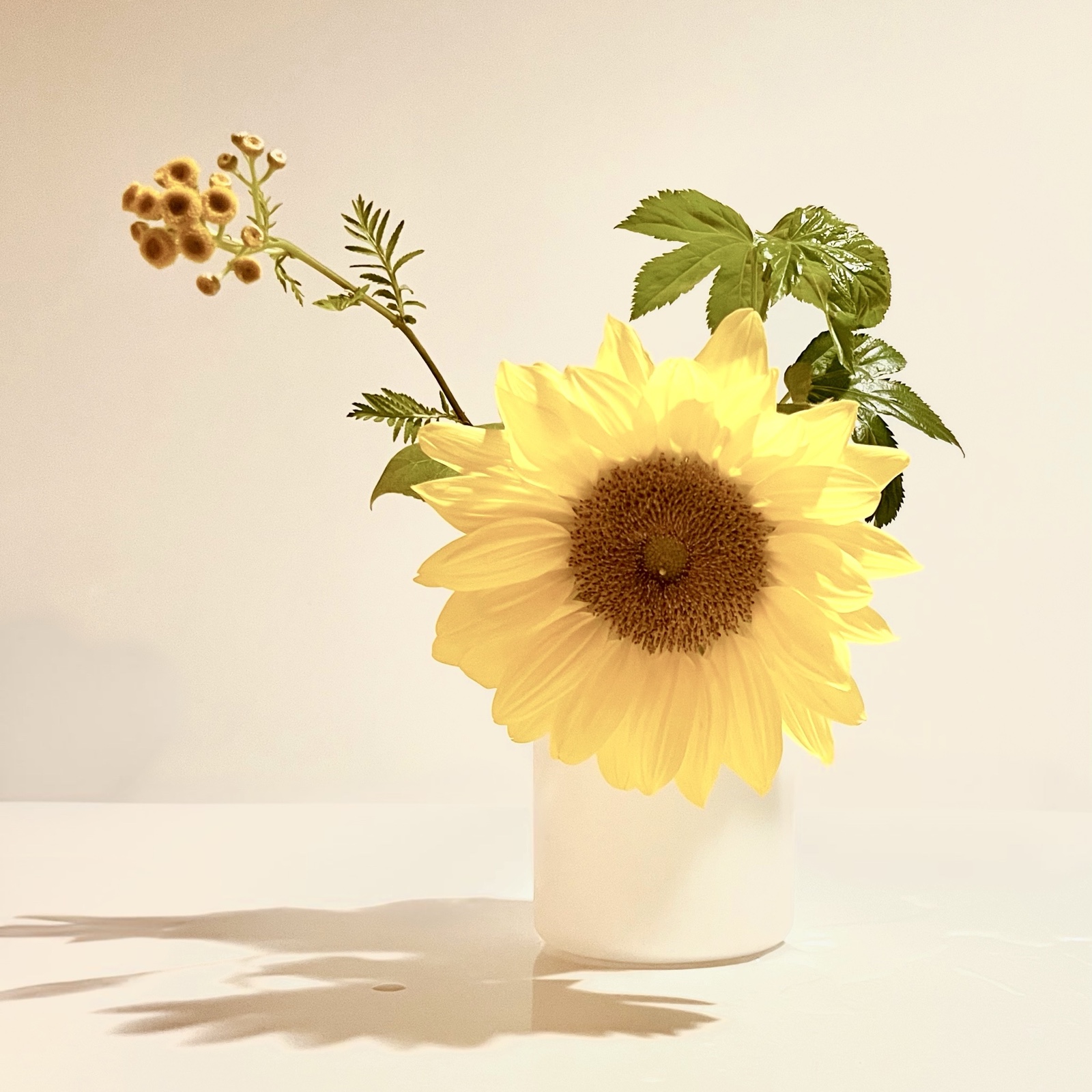 ムーンテッド(MoonTed)の日記より、白い花瓶に生けた一輪のひまわり。黄色い小花のつぼみと緑の葉を添え、テーブルに影が落ちている