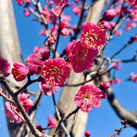 MoonTed Diary: Deep pink ume (plum) blossoms in full bloom against a clear blue winter sky